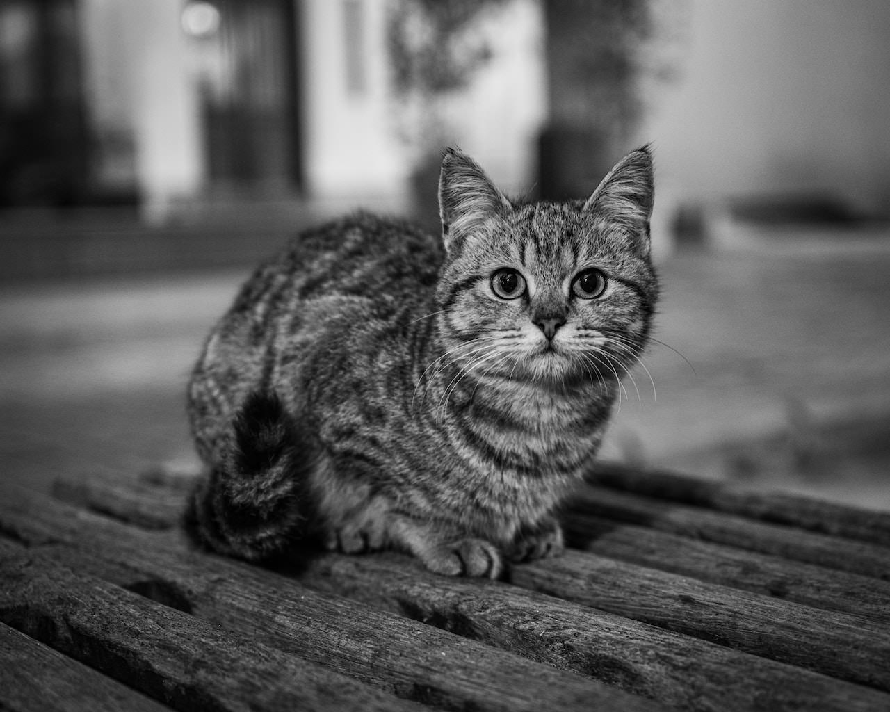 What makes photography art? Black and white image of tabby cat.